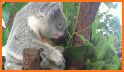 Feed To The Koala related image