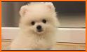 Pomeranian Dog Wallpapers HD related image