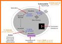 Classify Rx for pharmacology related image