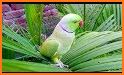 Parrot Wallpaper Hd related image