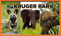 Kruger Park map & field guide related image