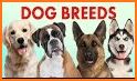 How to Learn Breeds of Dogs related image