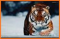 Tiger Live Wallpaper related image