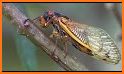 Video Touch - Bugs & Insects related image