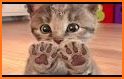 Kitty Care Cute Pet Nursery Daycare related image