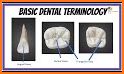 DENTAL MORPHOLOGY for Student related image