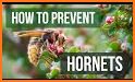 Murder Hornet Tips! related image