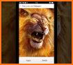 Flaming Wild Lion Themes Live Wallpapers related image