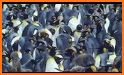 King penguin related image