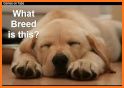 Puzzles and Guess the Breed of Dogs related image