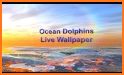 Dolphins HD. Video Wallpaper related image