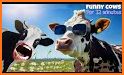 Silly Cows related image