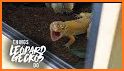 LEOPARD GECKO CARE 101 related image