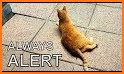 Cat Alert related image