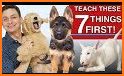 Dog Training related image