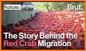 Crab Island related image