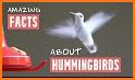 The Hummingbird related image