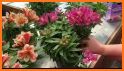 Alstroemeria related image