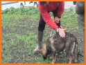 Dog Tracking related image