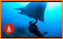 The Manta rays related image