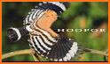 Hoopoe related image