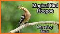 Hoopoe related image