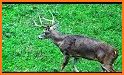 Deer Hunting 2019 related image