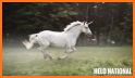 Unicorn Adblocker related image