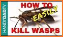 Murder Hornet Tips! related image