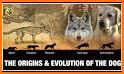 Dog Evolution related image