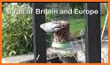 Birds of Britain and Europe related image