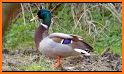 Duck Hunting Call related image