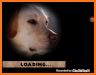 Domestic Dog Simulator: stray dog games related image