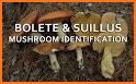 Mushroom Identification related image