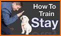 GoodPaws – Force Free Dog Training & Wellness! related image