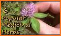 Medicinal plants: natural remedy related image