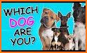 Quiz School | Dog breeds related image