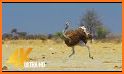 Wild Bird Ostrich Hunting 3D related image