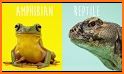 iRept - It's for Reptile & Amphibian hobbyists! related image