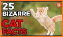 Cat Facts related image