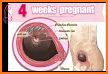 PREGGY - Pregnancy & Babies related image