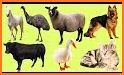 Learn Animal Names and Sounds related image