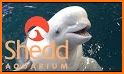 Shedd Go related image