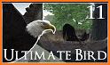 Ultimate Bird Simulator related image