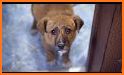 Save the puppy: Pet dog rescue related image