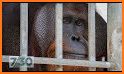 Orangutan Rescue Free related image