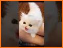 White Kitten Theme related image