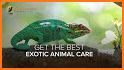 Veterinary Care of Exotic Pets related image