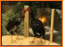 Kung Fu Chicken Fighting: Farm Rooster Karate Game related image