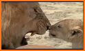 Lioness Travel related image